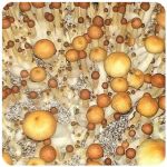 Псилоцибиновые (галлюциногенные)  грибы Psilocybin "Golden Teacher" в Калуге