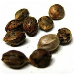 Семена марихуаны АК-47  (Seeds AK-47) в Калуге